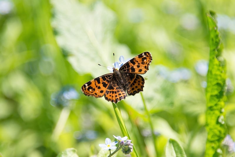 Butterfly