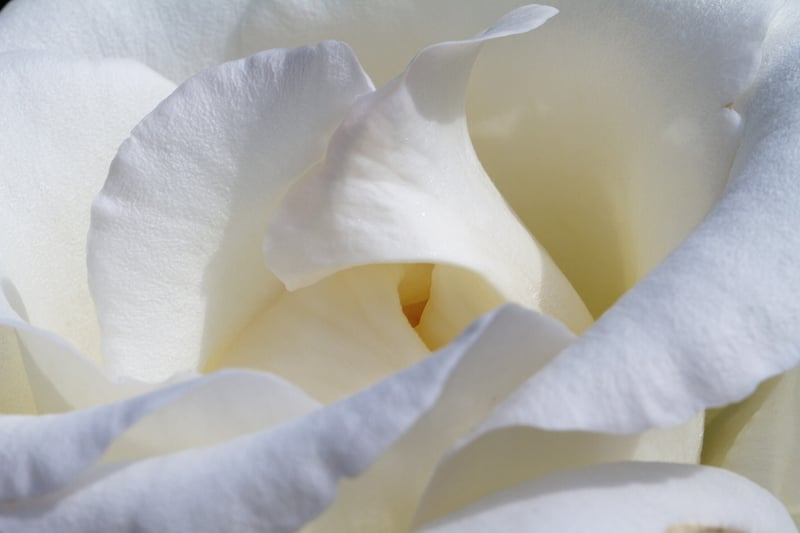 Moonflower