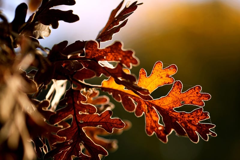 Entwood Oak